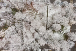 Drzewa przyrószone śniegiem sfotografowane z góry