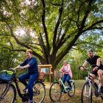 Dwie kobiety i mężczyzna w średnim wieku jadą na rowerach. Z tyłu wielkie drzewo i drewniana tablica informacyjna